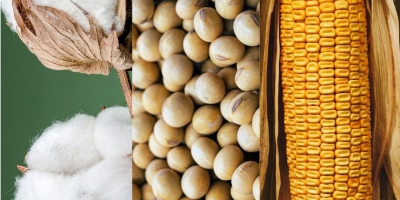 Praga quarentenária é registrada pela primeira vez em SP e leva à interdição de área em Mirassol