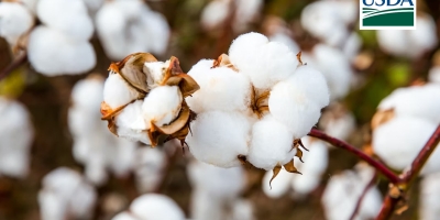 USDA eleva produção de algodão dos EUA e do Brasil; oferta mundial cresce, mas segue abaixo do consumo