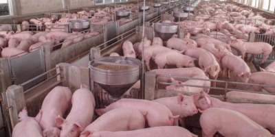 Alta do milho derruba poder de compra do suinocultor pelo 6º mês seguido