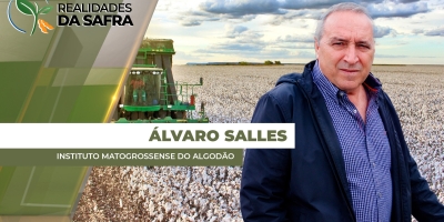 Falta de chuva acelera maturação do algodão em Mato Grosso e colheita se aproxima