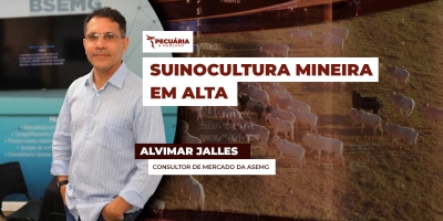 Suinocultura em MG volta a se recuperar depois de um mês de julho de muita pressão