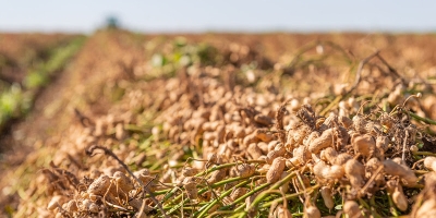 Brasil recebe delegação argentina para intercâmbio técnico na cadeia do amendoim