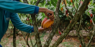 Crise e transição: Mercado global do cacau oscila entre projeção de superávit, estoques parados e preços em queda