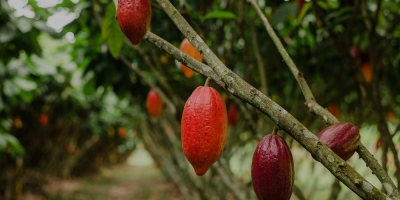 Ilhéus é Capital Nacional da Rota do Cacau e do Chocolate