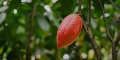 Dia do Cacau: Governo de SP impulsiona produção e eleva força do cultivo no estado