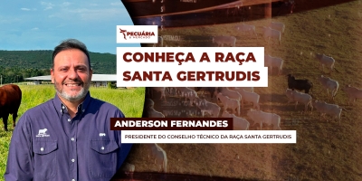 De origem norte-americana, a Santa Gertrudis é uma raça conhecida pela rusticidade, versatilidade e pelo diferenciado ganho médio diário no peso