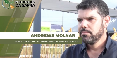 Campo Novo do Parecis/MT cultiva 17% do milho do MT, o que reforça necessidade de escolhas assertivas