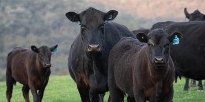 Trump assina decretos para permitir que pecuaristas protejam rebanhos de lobos e ampliem processamento de carne