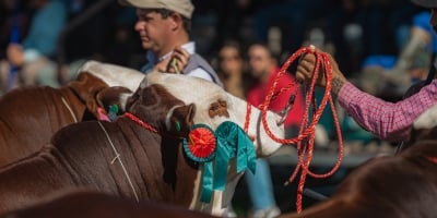 ABHB celebra 2025 marcante e consolida força das raças Hereford e Braford