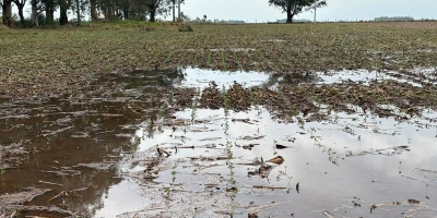 Excesso de chuva exige atenção no plantio da soja