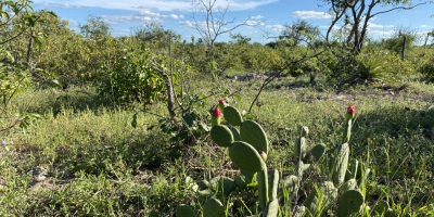 taú BBA viabiliza primeiro projeto do Eco Invest Brasil na Caatinga com a Agrovale