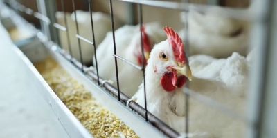 Frango vivo sobe 12,2% em maio enquanto preços da carne ficam próximos de R$ 7,20/kg
