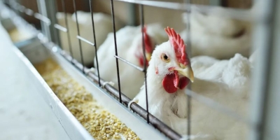 Influenza aviária reaparece na Holanda e leva ao abate de mais de 135 mil aves