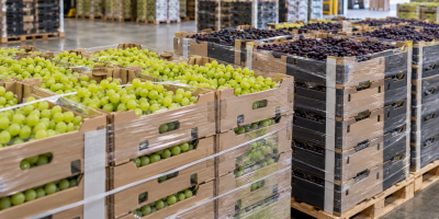 Brasil entra na principal janela de exportação de uvas com vendas 14% menores e disputa acirrada no mercado internacional