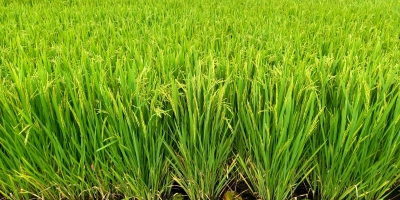 Arroz ganha novo olhar com publicação que destaca o protagonismo do cereal no campo e na alimentação