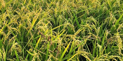Farsul divulga nota técnica sobre impactos da queda do preço do arroz na arrecadação do ICMS