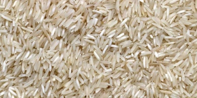Arroz opera em lateralidade e oferta restrita sustenta cotações no mercado brasileiro