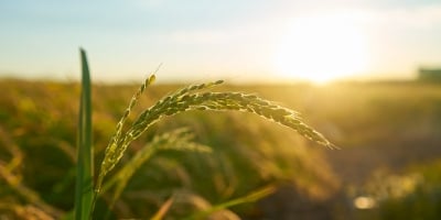 Arrozeiros celebram aprovação do uso da Taxa CDO para apoiar cadeia produtiva do arroz