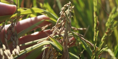 SindArroz-SC aponta prioridades para o próximo governo e defende previsibilidade e redução de custos na cadeia produtiva de arroz