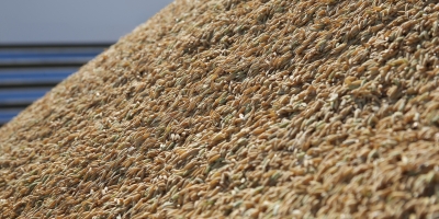 Tradings compram arroz em casca a R$ 62 e dão andamento ao escoamento da safra passada