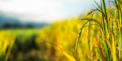 Plantio do arroz chega a 15,5% e mais que dobra ritmo de 2025; chuvas interrompem avanço no RS