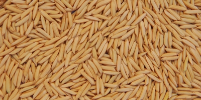 Arroz/Cepea: Cotações sobem mais de 11% em março, mas liquidez segue baixa no RS