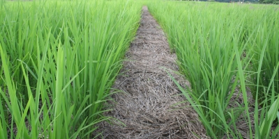 Plantio do arroz salta quase 10 pontos na semana, mas segue abaixo do ritmo histórico