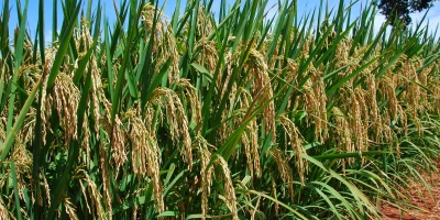 Arroz/Cepea: Indicador segue em queda, mas variações são menos intensas