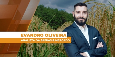 Com preços firmes, safra de arroz se consolida como uma das maiores dos últimos anos, mas liquidez baixa