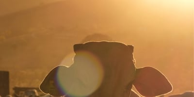 Anuário ASBIA 2026 reúne análises de mercado, artigos de especialistas e perspectivas do melhoramento genético da pecuária