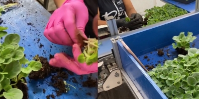 Falta de tecnologia no Brasil encarece custos de produção e limita produtividade na floricultura