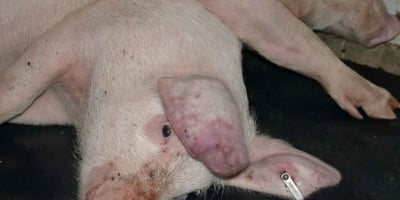 Avanço da peste suína africana na Europa eleva risco e mantém setor em alerta no Reino Unido