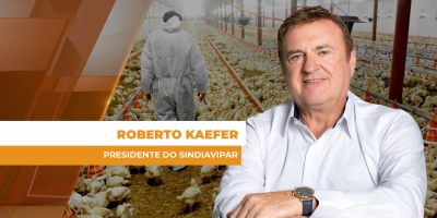 Crise de custos desafia a avicultura paranaense: como o setor está reagindo?