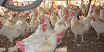 África do Sul barra carne de frango brasileira com origem na área de focos de Newcastle