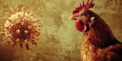 Primeira detecção de anticorpos da Influenza Aviária em bovinos na Europa acende alerta sanitário