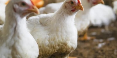 Crise na avicultura do Irã leva a escassez de ração e casos de canibalismo em granjas