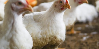 Compassion in World Farming aponta ganhos no bem-estar avícola em meio ao lento avanço da mudança de raça