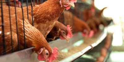 Nutrição de poedeiras: consistência da farinha de soja impacta desempenho, qualidade de ovos e custo de produção