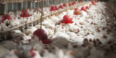 Avicultura e Bem-Estar Animal: Produtora báltica investe €30 milhões para eliminar gaiolas até 2028