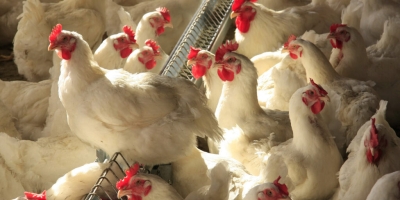 Avicultura impulsiona emprego na pecuária com alta de 7% na população ocupada em 2025