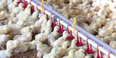 Avicultura da Nigéria enfrenta déficit estrutural apesar de produção expressiva de frango e ovos