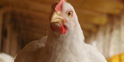 Investimento ferroviário nos EUA amplia logística de grãos e reduz custos para produtores avícolas