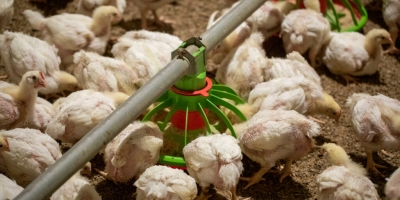 Produção de frango em Angola avança em 2026, mas país segue dependente de importações