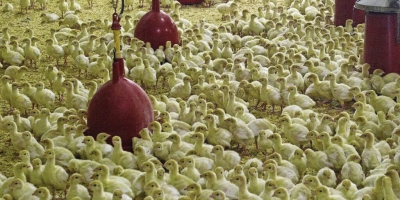 Avicultura da Rússia amplia exportação de peru, mas enfrenta gargalos produtivos e pressão externa