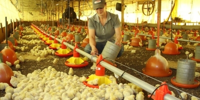 Avicultura de Mato Grosso do Sul cresce em 2026 e abate de frangos avança 6,97%