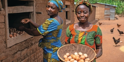 Avicultura na África: projeto amplia acesso a genética e fortalece pequenos produtores em Gana