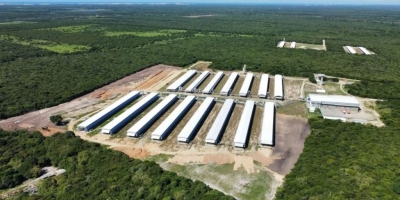 Avicultura no Ceará: Granja Regina alcança 34% do mercado de frango resfriado