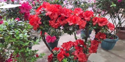 Ceaflor reforça operação para atender aumento de vendas no Dia das Mães