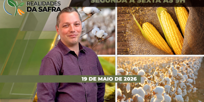 Segunda safra de milho no MT está prestes a ser colhida, enquanto que a de algodão passa por momento de atenção ao bicudo
