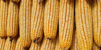 Milho abre a terça-feira ainda próximo da estabilidade na Bolsa de Chicago